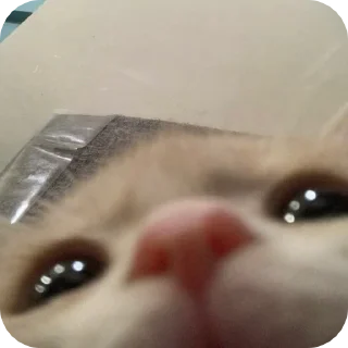 🌟 emoji Fine котікі Telegram sticker 22 of 74