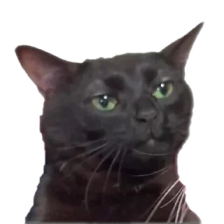 🐱 emoji Еблеты котов Telegram sticker 21 of 27
