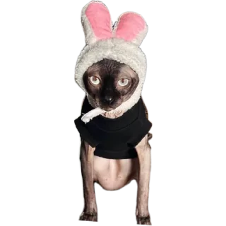 👖 emoji Еблеты котов Telegram sticker 24 of 27