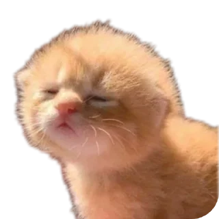 🐱 emoji Еблеты котов Telegram sticker 11 of 27