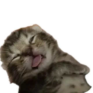 🐱 emoji Еблеты котов Telegram sticker 8 of 27