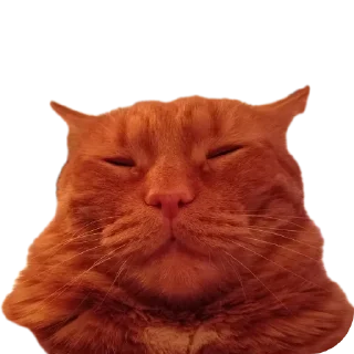 🐱 emoji Еблеты котов Telegram sticker 16 of 27