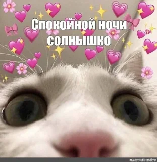 ❤️ emoji Котики-обормотики Telegram sticker 18 of 94