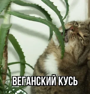 🥴 emoji Кусь Telegram sticker 9 of 10