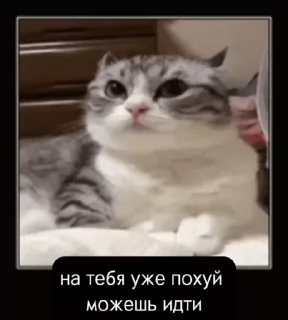 🌟 emoji на все случаи Telegram sticker 16 of 19