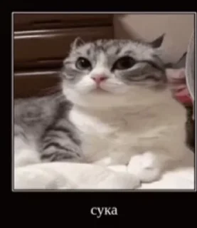 Sticker from на все случаи