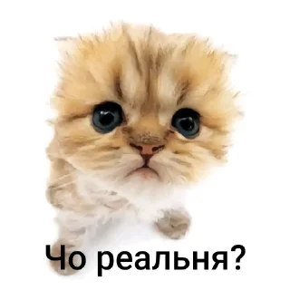 Sticker from Котики