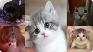 🌟 emoji гифки, но стикеры Telegram sticker 21 of 23
