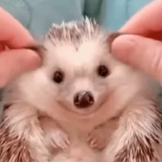 🥰 emoji 🦔 @this_is_sticker_party Telegram sticker 8 of 30