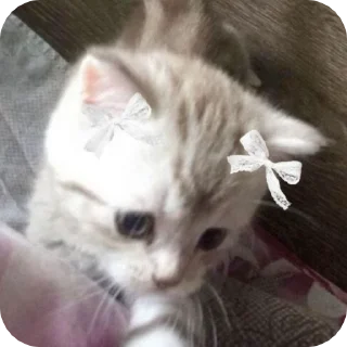 🌟 emoji Fine котікі Telegram sticker 17 of 74