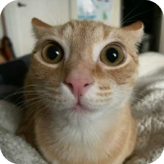 😶 emoji Fine котікі Telegram sticker 5 of 74