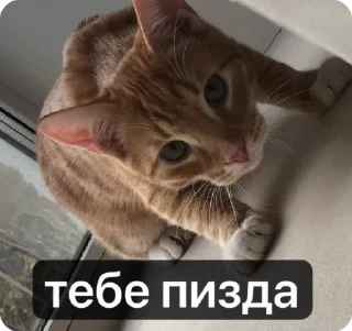 🌟 emoji обсудим и осудим Telegram sticker 5 of 25