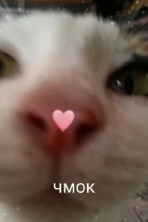 😘 emoji коты Telegram sticker 11 of 20