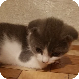 🥺 emoji аааааа Telegram sticker 6 of 19