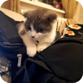 🐱 emoji аааааа Telegram sticker 17 of 19