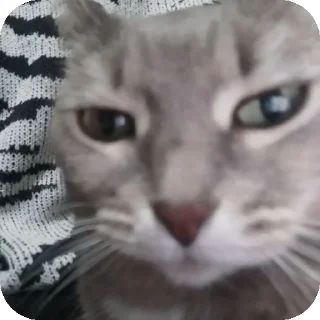 🐱 emoji карл сосать Telegram sticker 11 of 41