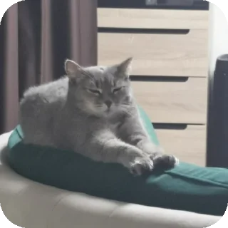 🐱 emoji карл сосать Telegram sticker 18 of 41