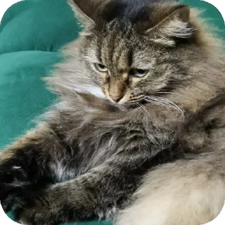 🐱 emoji карл сосать Telegram sticker 24 of 41