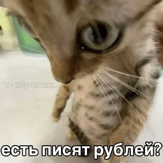 Sticker from Котячьи пикчи @nastikxx00
