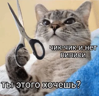 Sticker from Котячьи пикчи @nastikxx00
