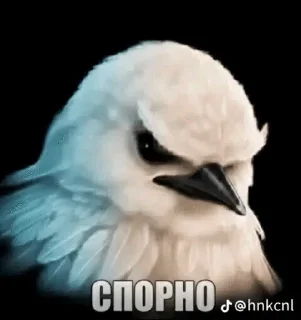 🌟 emoji Ебучие птицы/by мантис Telegram sticker 14 of 120