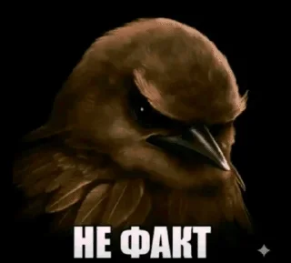 🌟 emoji Ебучие птицы/by мантис Telegram sticker 17 of 120