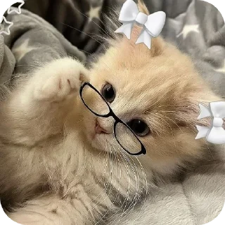 👓 emoji Kitty Telegram sticker 18 of 21