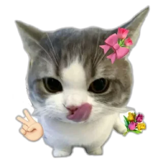 🐱 emoji meowwemii Telegram sticker 10 of 30