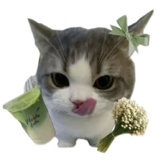 🐱 emoji meowwemii Telegram sticker 13 of 30