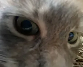 👁️ emoji шура кошька Telegram sticker 10 of 25