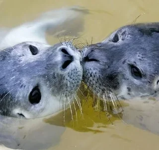 💋 emoji ТЮЛЕНЬЧКИИИ 🦭 Telegram sticker 24 of 54