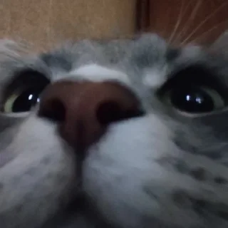 🌟 emoji котик писятдва Telegram sticker 9 of 40