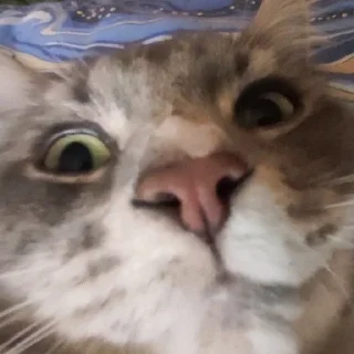 🌟 emoji котик писятдва Telegram sticker 6 of 40