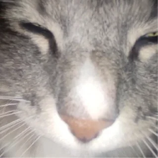 🌟 emoji котик писятдва Telegram sticker 24 of 40