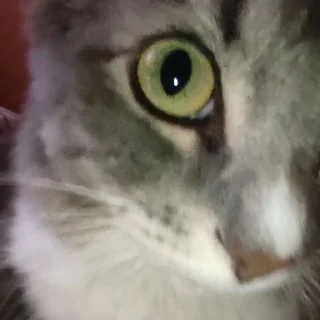 🌟 emoji котик писятдва Telegram sticker 11 of 40