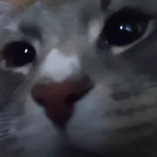 🌟 emoji котик писятдва Telegram sticker 8 of 40