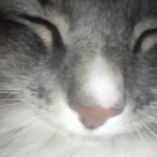🌟 emoji котик писятдва Telegram sticker 18 of 40