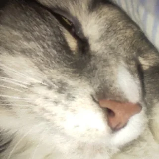 🌟 emoji котик писятдва Telegram sticker 16 of 40