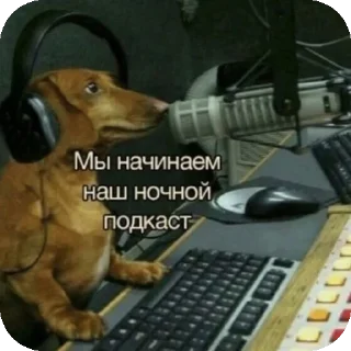 🐶 emoji Мда(by Сталин) Telegram sticker 5 of 15