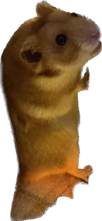 👺 emoji буба хомяк 🐹 Telegram sticker 17 of 26