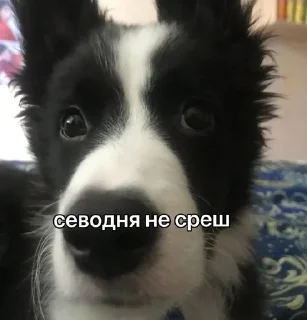 Sticker from каору вахуи