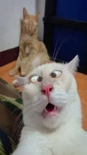 🤯 emoji Коты Telegram sticker 10 of 35