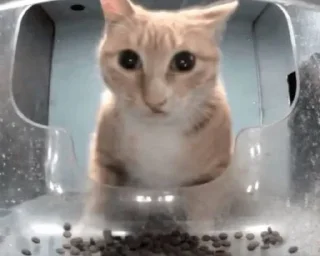 🌟 emoji Коты Telegram sticker 17 of 35