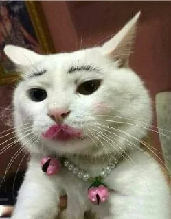 👄 emoji Коты Telegram sticker 7 of 35