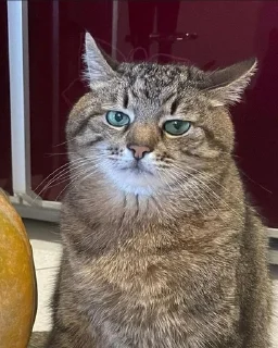 😐 emoji Коты Telegram sticker 11 of 35