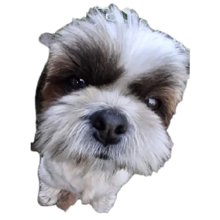 🐶 emoji стикеры какого то еблана Telegram sticker 22 of 70
