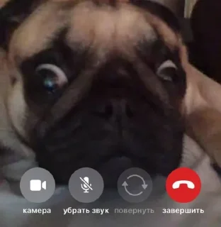 🐶 emoji моя псина Telegram sticker 4 of 11