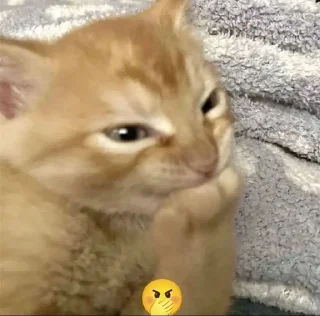 🌟 emoji Коты. Telegram sticker 7 of 11