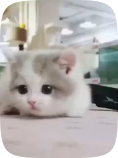💓 emoji Котики💗 Telegram sticker 12 of 15