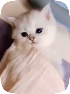 💝 emoji Котики💗 Telegram sticker 14 of 15